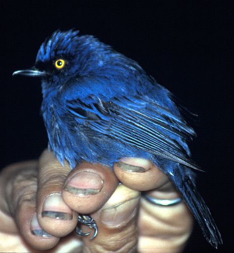 Deep-blue flowerpiercer